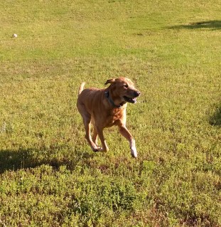 Zacchaeus, my wee little man...and a wee little man is he...